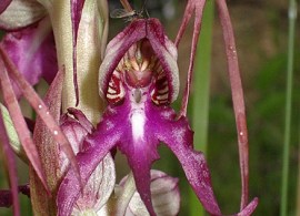 himantoglossum_caprinum_1 (1)